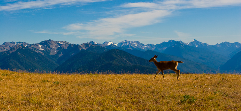 Mule Deer And Olympic Mountains